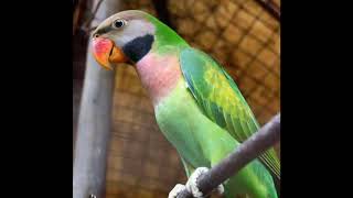 pikat betet ful