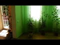 Video Лесники дом аренда за 9000грн. Киевская область