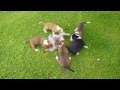 Jukkuran Kenneli - Dreeveri pentue Maisa & Karioonhiiren Otto Jukkuran Kenneli - Dreeveri pentue Maisa & Karioonhiiren Otto