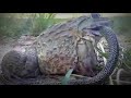 Huge Bullfrog Swallowing a Large Snake