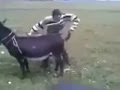 eşek ne anlar hoşaftan Eşeğin dilinden eşek anlar video izle - Hayvanlar -