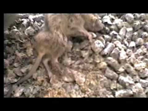 Animal Testing Cruelty animal testing cruelty pictures. Animal Testing Cruelty
