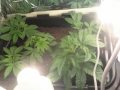 veg