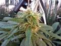 veg