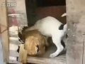Cane piccolo incula gallina.