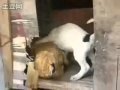 Cane piccolo incula gallina.