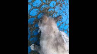 Meao Meao and the cat nip pool Meao Meao and the cat nip pool