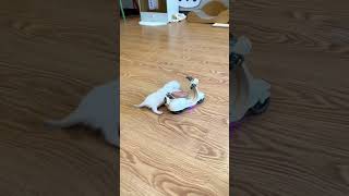 Funny Cats Compilation 2023 Best Cat Videos And Cute Kittens You Cant Resist