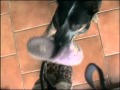 Australian Cattle Dogs fetching slippers