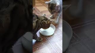 Cats Like To Share Milk (Krasnoyarsk, Russia) / Кошки Делятся Молоком (Красноярск)