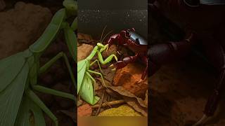 Crab Vs Praying Mantis Unexpected Backyard Battle
