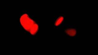 Watch Laibach Nippon video