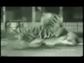tigre vs leon batalla