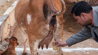 Video: Hindus: We drink Cow Urine
