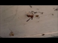 Wasp Tries to Rebuild Home
