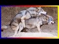 Wild Wolf Life Mating And Giving Birth Sucess