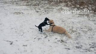 Victory By Persistence, Small Dog Vs. Bigger Dog Patterdale Terrier