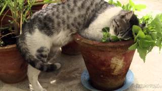 Кошачья мята своими руками 65
