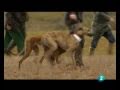LXXII Campeonato nacional de Galgos -Jara y Sedal parte 1. Pasionporlacaza.es.tl