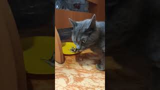 Кошка Ест Рыбу🐈 The Cat Eats Fish. #Shorts #Cat