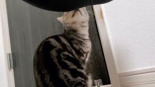 Cat Sniffing My Smelly Fart.