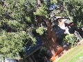 BP Tree Services: A large cedar tree being felled