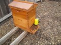 Beekeeping: How To Inspect A Honey Bee Hive