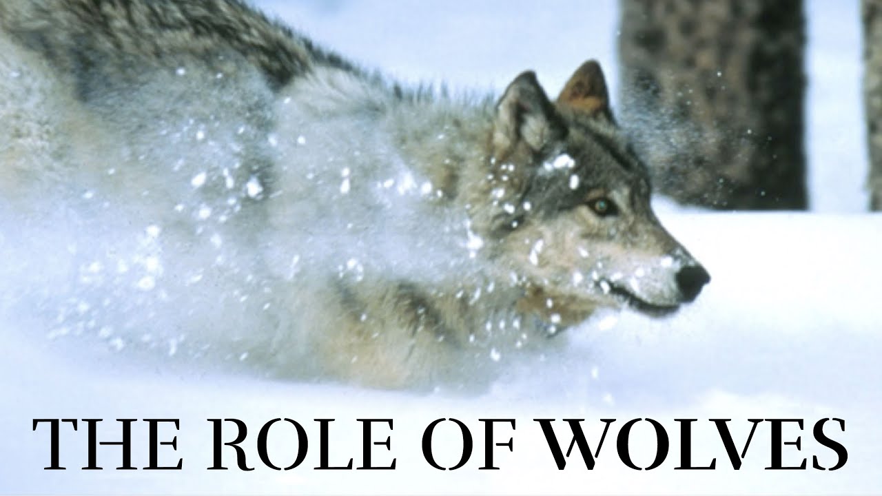 What Wolves Can Tell Us About the World's Health
