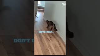 Cat Cam Leaked Footage. Part 13. The Hbic Of The House.