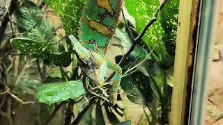 Singapore Zoo Veiled Chameleon Reptopia
