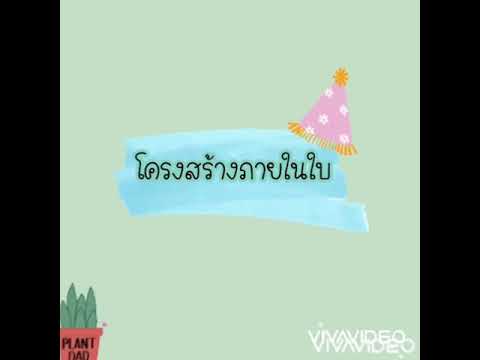โครงสร้างภายในใบ ผลงานนักเรียน เสนอคุณครูกชพร แสงศรี