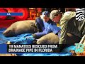 Manatee rescue: 19 sea cows are rescued from drainage pipe at Satellite Beach, Florida