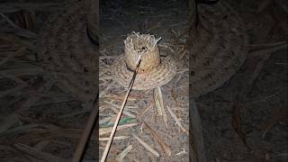 Intip Bebek Angsa