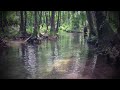 Real live mermaid swimming up stream footage sighting