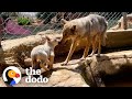 Rescue Wolf Kept Crying For His Mate...❤️ | The Dodo