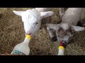 Lamb bottle feeding