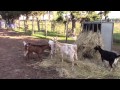 pastore 動画3c