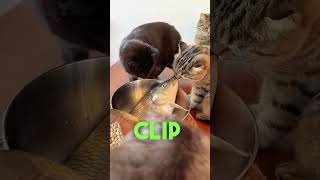Cats Hunting And Devouring Live Fish - Hilarious Feasting Frenzy!