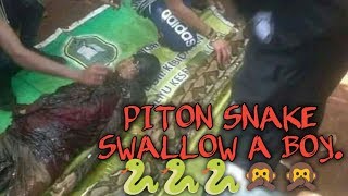 Piton Snake Swallow A Boy.