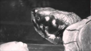 Techno Turtle Vs Tomato