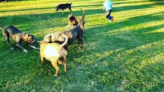 American Bully pack play time