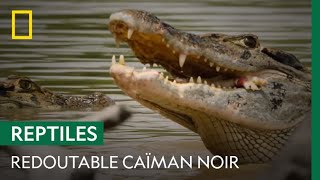 Le Caïman Noir, Un Cheur Tout Terrain