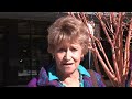 Chieftain Street Poll (Feb 10, 2013)