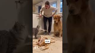 Naughty Cat