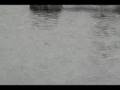Sea Otter The Great Hunt | RM. Sea Otter The Great Hunt | RM.