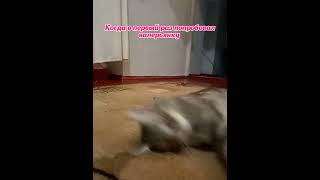 Погнали#Shortscats #Cat #Тренды2023#Tiktok #Ржачныевидео #Приколы #Юмор #Смех #Смех_До_Слез #Cats