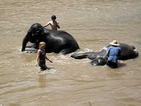 Olifant wassen in de rivier (Chiang Mai)