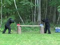 INTOXICATING BIGFOOT FOOTAGE