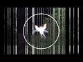 videos de sirenas reales