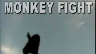 Monkey Fight